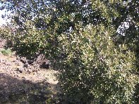 iara Scorciavacca-20110213 019